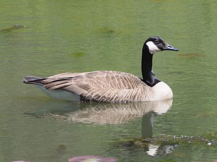 カナダグース・トリビア|特集「かわいいけど残念な国民的アイコンカナダグース」 カナダグース・トリビア|特集「かわいいけど残念な国民的アイコンカナダグース」