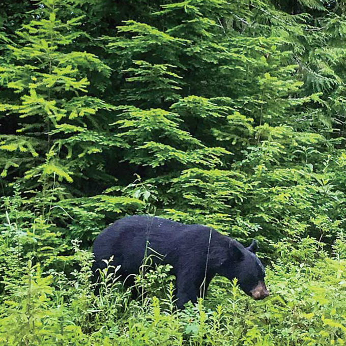 クマと遭遇できるチャンスが多いのが魅力?! @Wells Grey Park, British Columbia