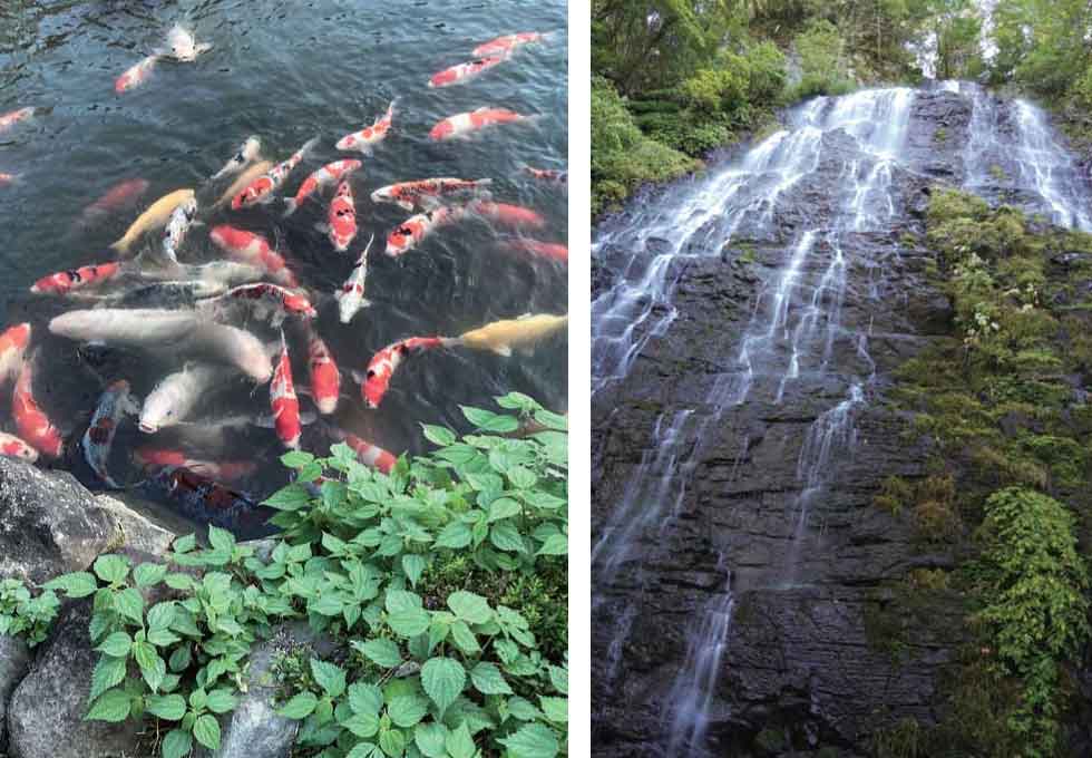 (左)餌を取り合う一乗谷の錦鯉　(右)福井県唯一の「滝百選」龍双ヶ滝