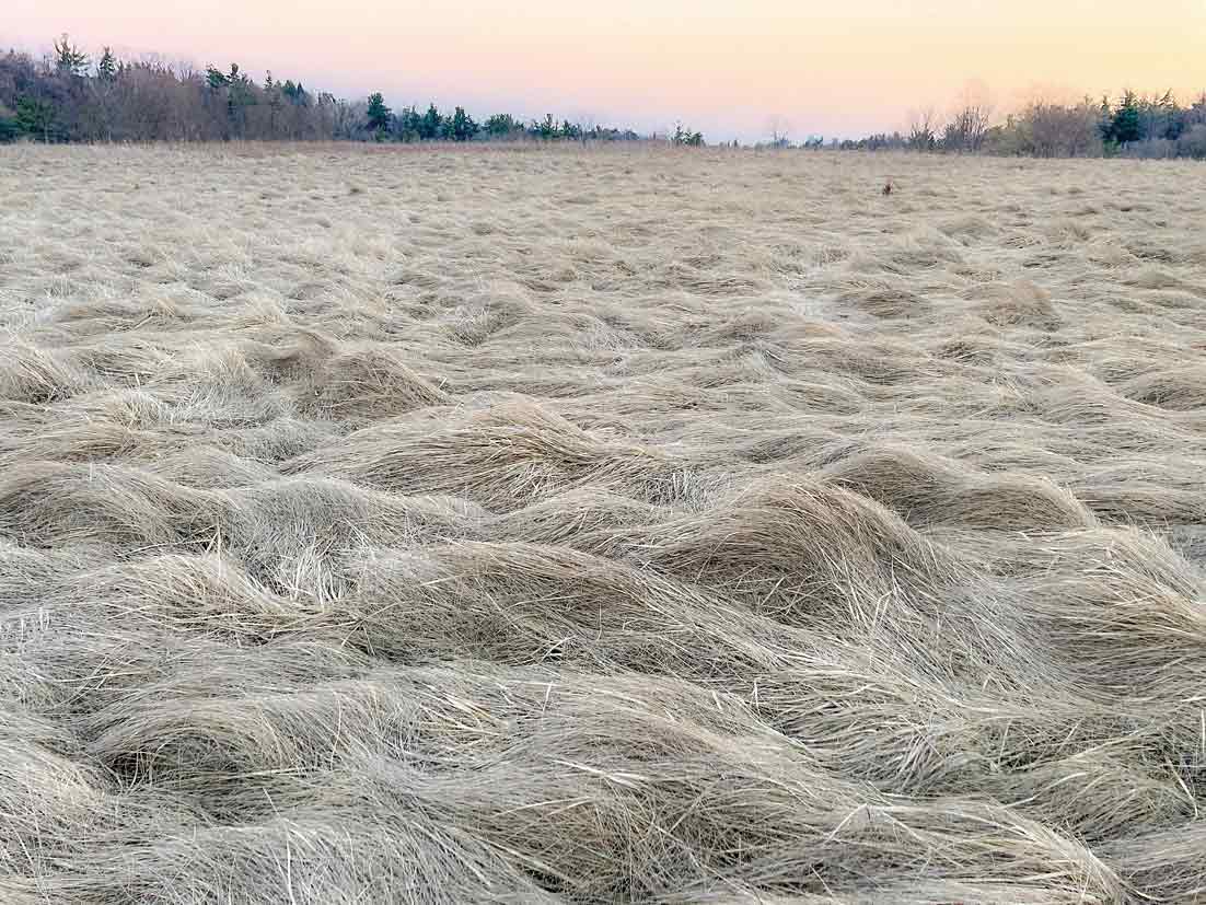 枯れ草が波打つGerman Millsの冬