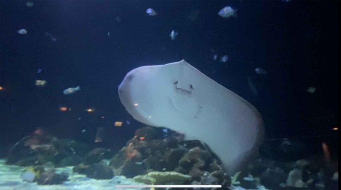 カナダ最大の水族館！バンクーバーアクアリウムで海の生き物たちと触れ合おう！｜バンクーバー編集部ブログ